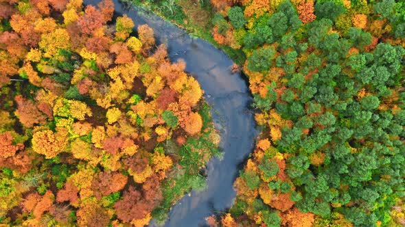 Small river and colorful forest in autumn, aerial view