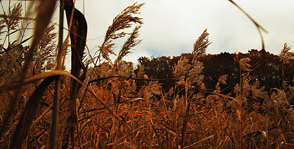 High Autumn Grass