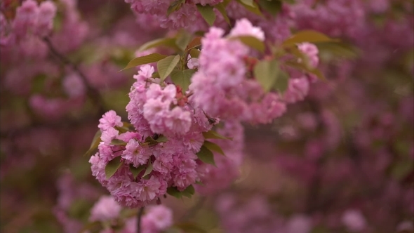 Blooming Tree In Spring With Pink Flowers