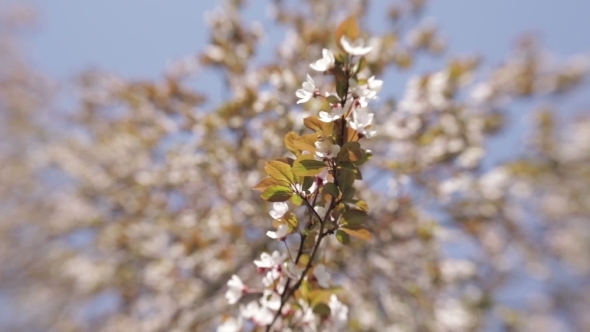 Blooming Tree In Spring With White Flowers