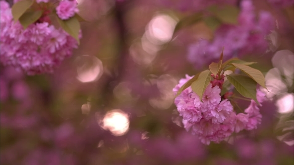 Blooming Tree In Spring With Pink Flowers