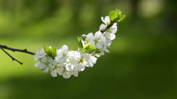 Blooming Tree In Spring With White Flowers