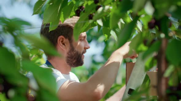 Smiling Farm Worker Collecting Cherry Fruits in Sunny Green Farm Portrait