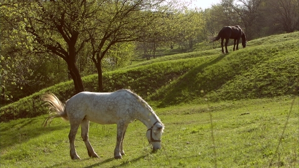 Horses In a Field, Landscape