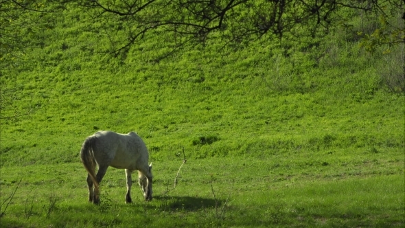 Horse In a Field, Landscape