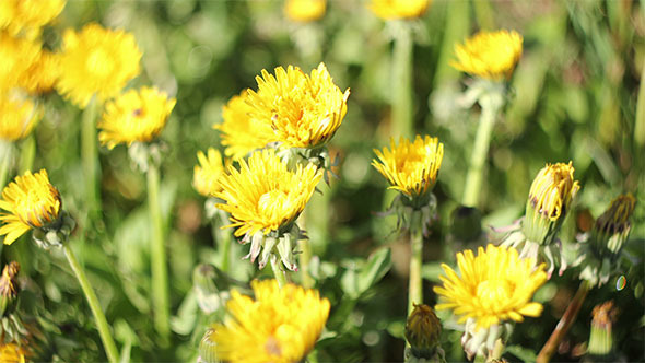 Dandelions Opening 