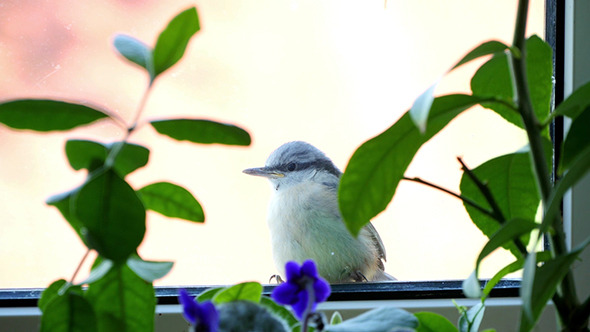 Nuthatch Sitting And Peeps  Near The Window