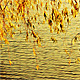 Willow On the Lake - VideoHive Item for Sale