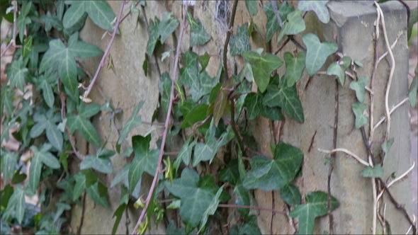 Vines and Green Plants Growing on the Tomb