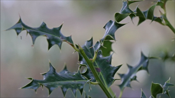 A Leaf from the Vines Growing in the Cemetery