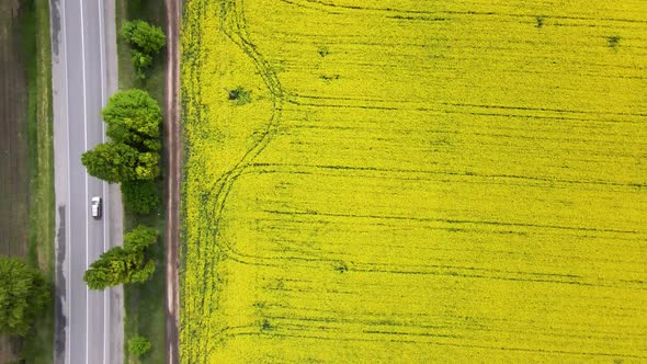 Road with Cars Through Field Aerial View of Spring Rapeseed Flower Field