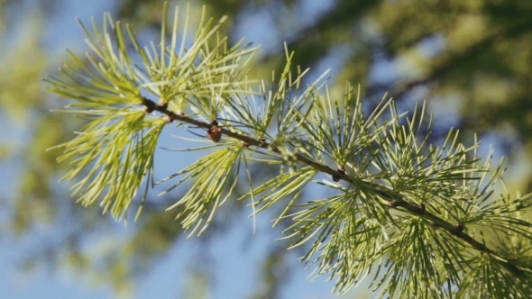 Branches Of Pine Trees Moving In The Wind