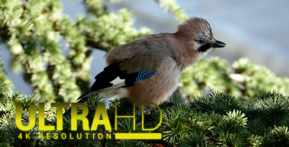 Jays Bird During the Breeding Season 10