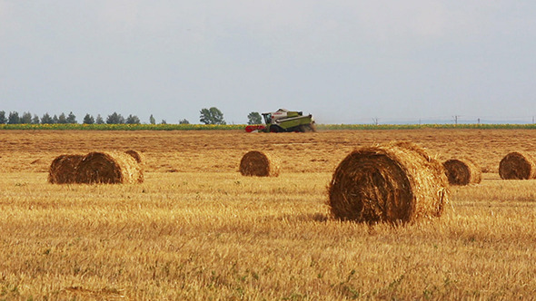 Harvested Bales Of Straw And Combine-Harvester