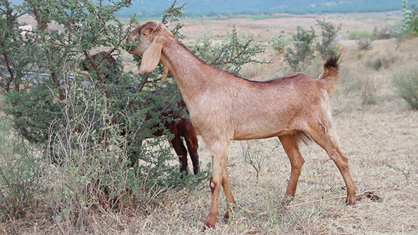 Grazing Goats In India