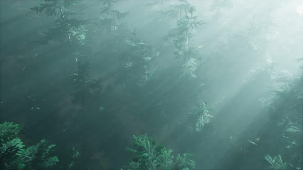 Aerial Sunrays in Forest with Fog