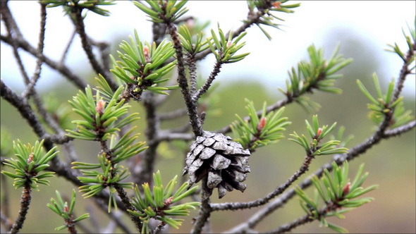  Pine Cone on the Tree Branch  