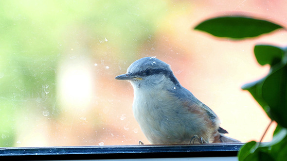 Nuthatch Sitting And Peeps  Near The Window