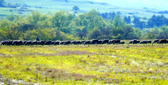 Flock of Sheep 