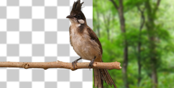 Bulbul