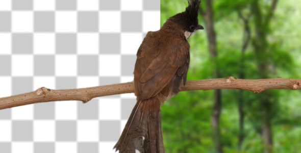 Bulbul On The Branch