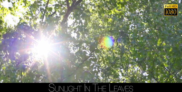 Sunlight In The Leaves 13