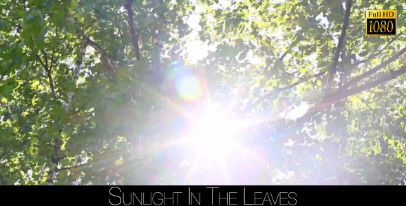 Sunlight In The Leaves 14