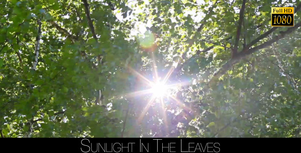 Sunlight In The Leaves 15