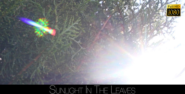 Sunlight In The Leaves 21