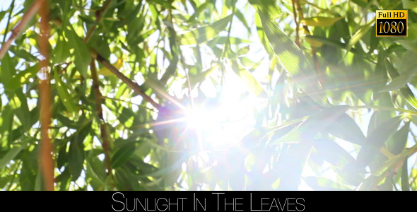 Sunlight In The Leaves 22