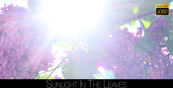Sunlight In The Leaves 27