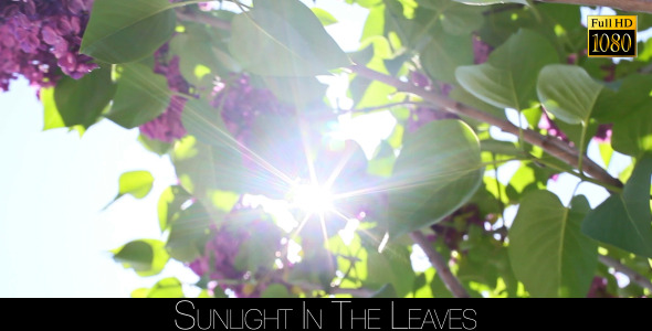 Sunlight In The Leaves 28