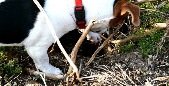 Jack Russell Terrier Digging a Hole in the Land 2