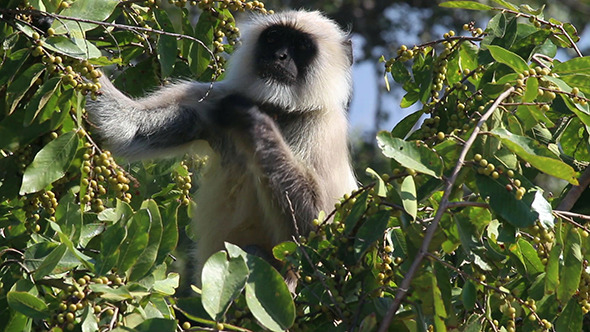 Presbytis Monkey Eating Fruits On Tree