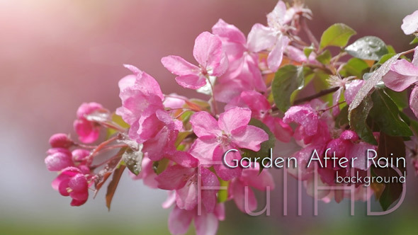 Blossoming Garden After Rain