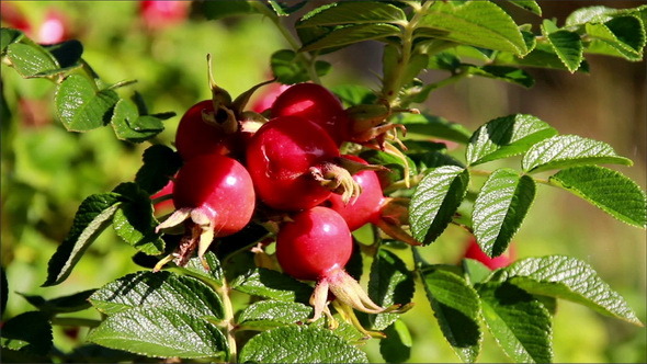 Closer Image of the Pomegranate