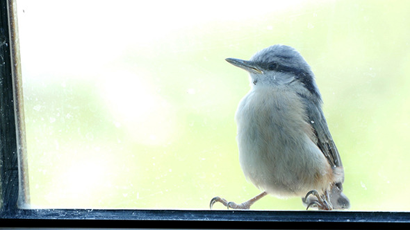 Nuthatch Sitting And Peeps  Near The Window
