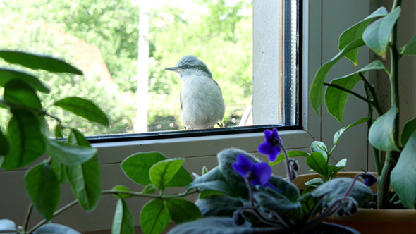 Nuthatch Sitting And Peeps