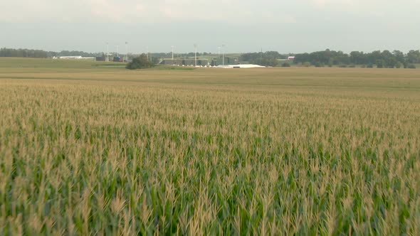 Cornfield, Field Of Dreams