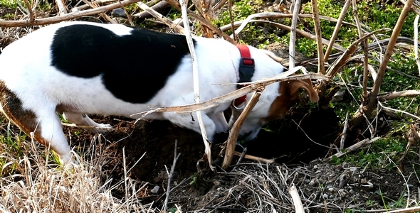 Jack Russell Terrier Digging a Hole in the Land 4