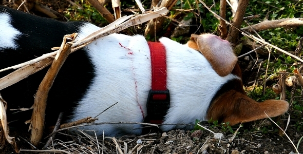 Jack Russell Terrier Digging a Hole in the Land 5