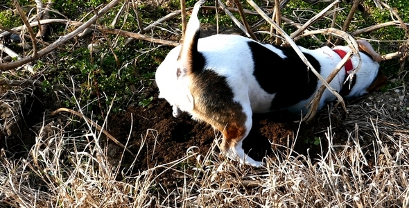 Jack Russell Terrier Digging a Hole in the Land 6