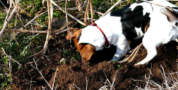 Jack Russell Terrier Digging a Hole in the Land 7