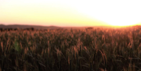Sunset Over Cereal Field