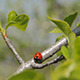Ladybug - VideoHive Item for Sale