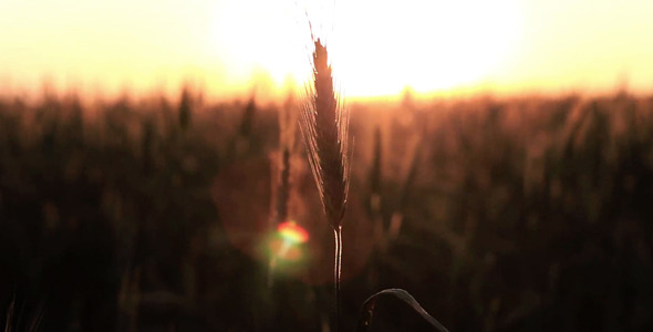Spikelet At Sunset