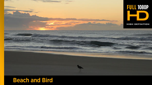 Beach and Bird