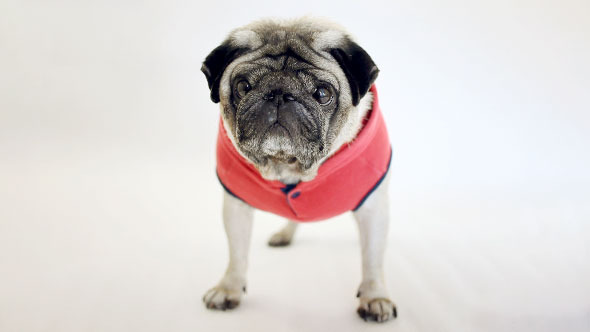 Pug Dog Wearing Hoodie Standing in White Studio