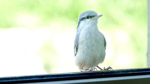 Nuthatch Sitting And Peeps  Near The Window