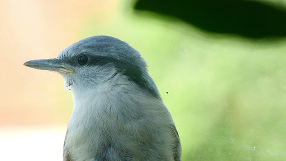 Nuthatch Sitting And Peeps